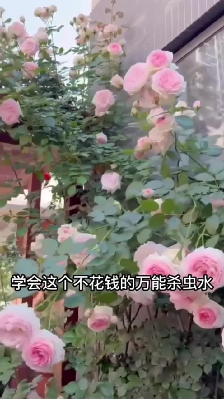 教你自制万能杀虫水,不用花钱也能养好花,喜欢就赶紧收藏起来吧