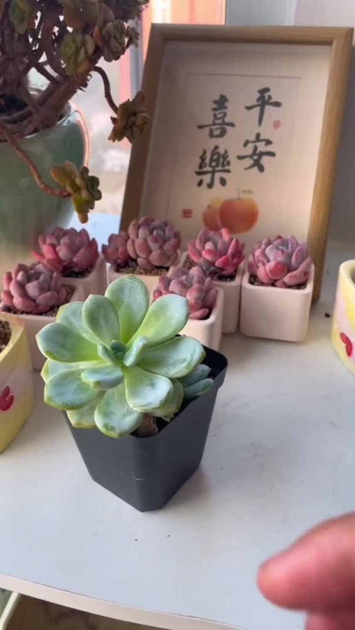 莲花座多肉徒长后的处理方法!大家有什么不明白的可以评论区问我