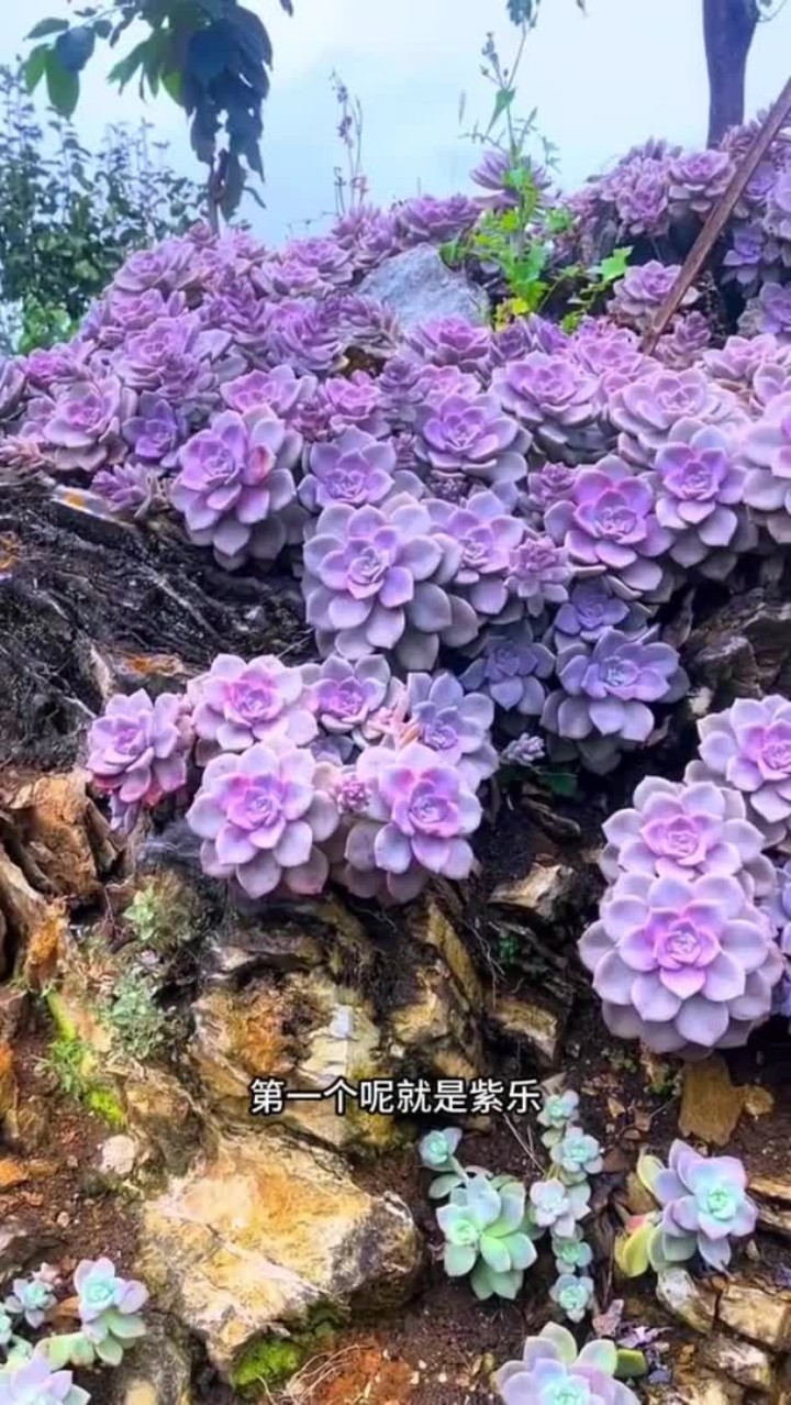 你还知道哪些不出状态也很漂亮的多肉?