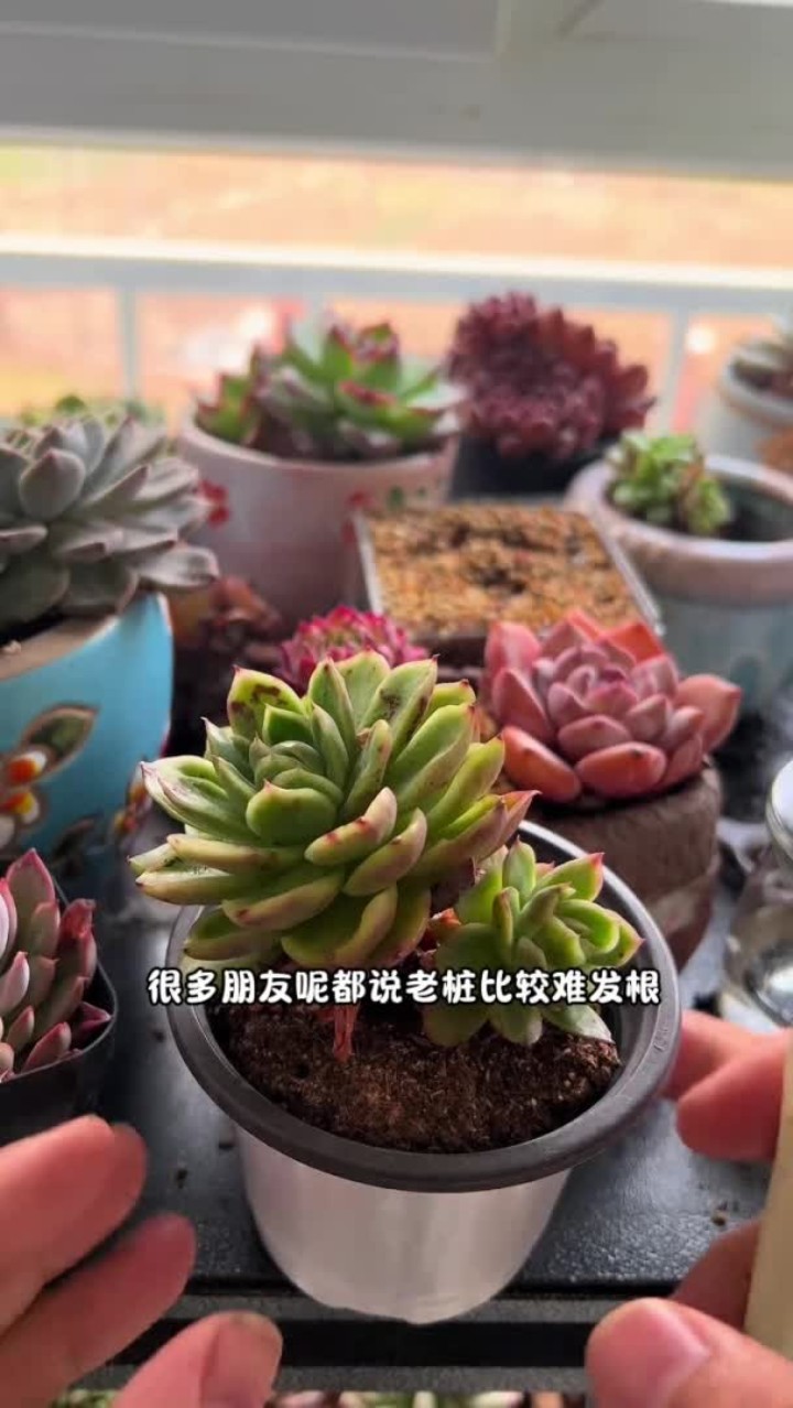 老桩多肉砍头以后到底什么时候能发根？