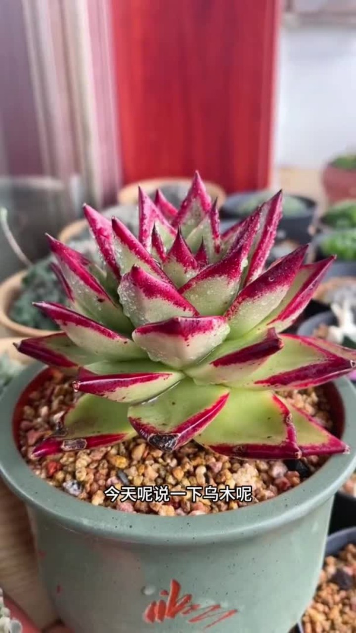 乌木的养护方式出来啦，还是老规矩，你们有不会养的多肉打在评论区