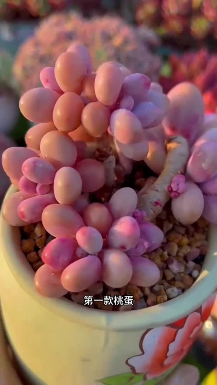 夏天难度夏的多肉 你还养过哪些多肉，是没有度过夏天的