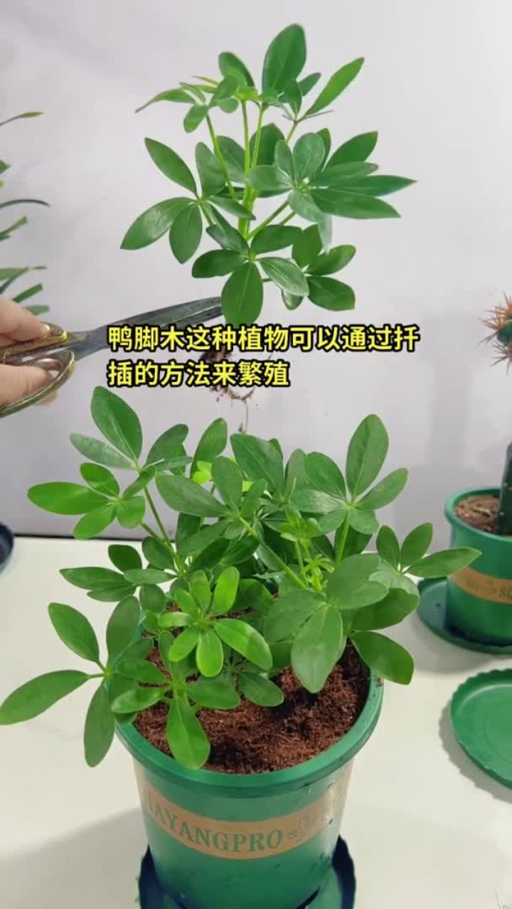鸭脚木扦插的种植小技巧,属花卉绿植盆栽