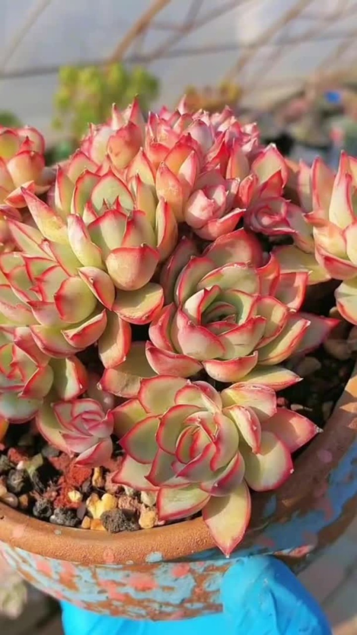 有朋友要的月光女神的养护来啦,大家还有不会养的多肉打在评论区