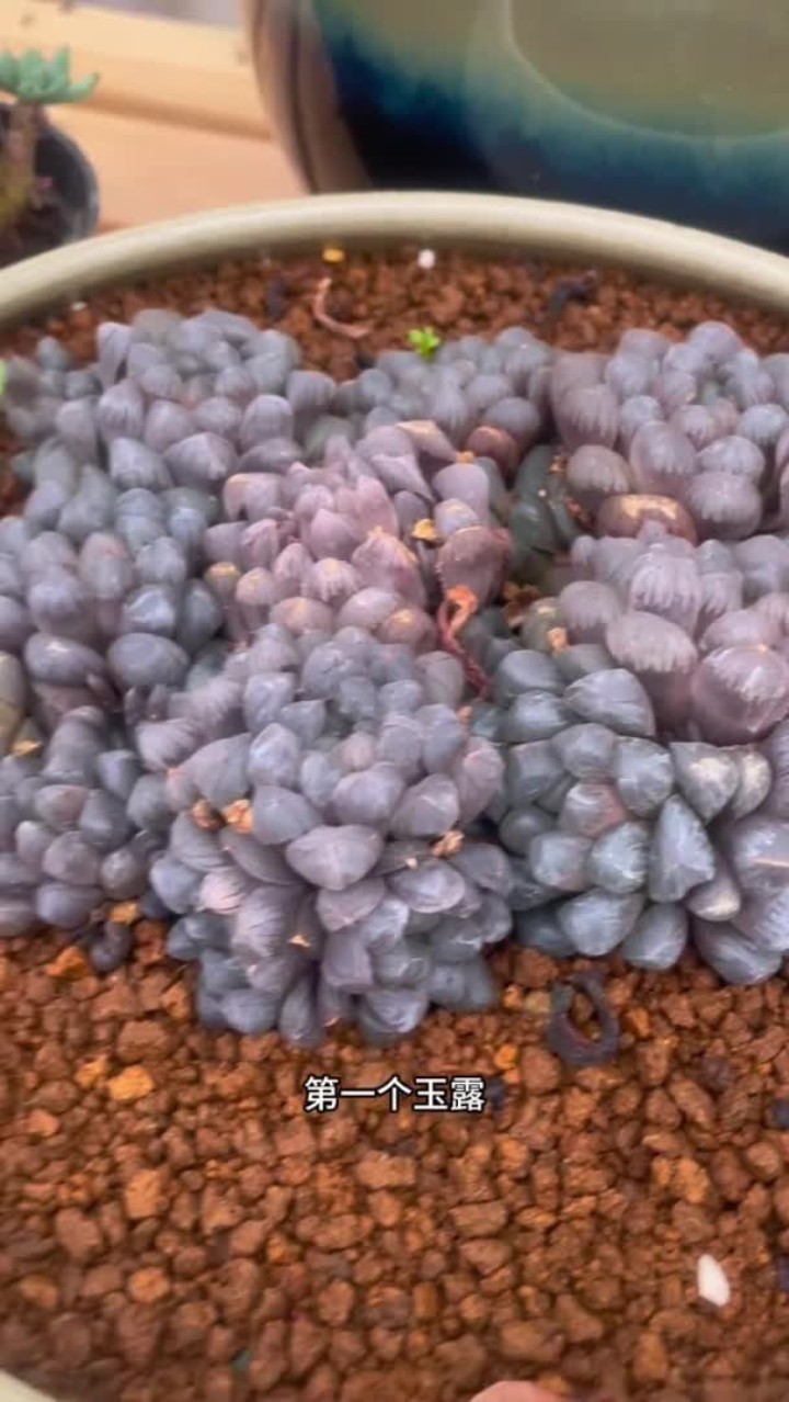 不能晒太阳的多肉