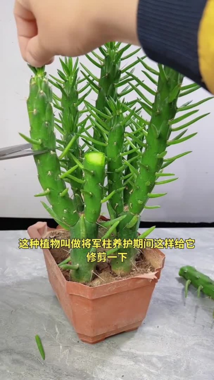 爱生活爱养花,盆栽花卉我是认真的