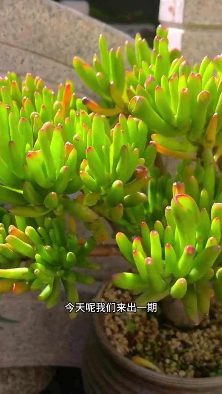 多肉吸财树的养护方法出来啦,大家还有什么不会养的多肉打在评论区