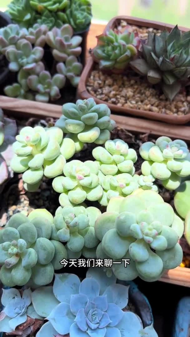 多肉养在室外还有室内的区别 你知道为什么室外的多肉会更好看吗?