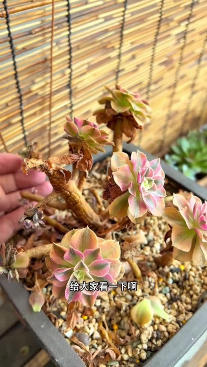 多肉法师夏天养护方法 快来看看你家的法师有没有出现这种情况