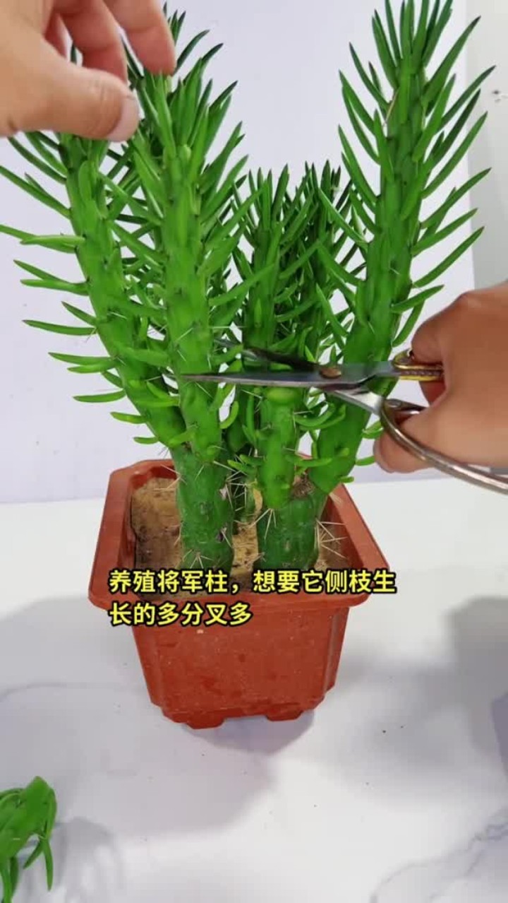 将军柱长到 30 公分左右剪顶端生长点,可促发分枝,绿植盆栽知识