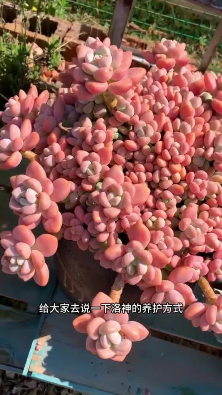 洛神的养护方式给大家出了,还有什么其他的多肉不会养的,打在评论区