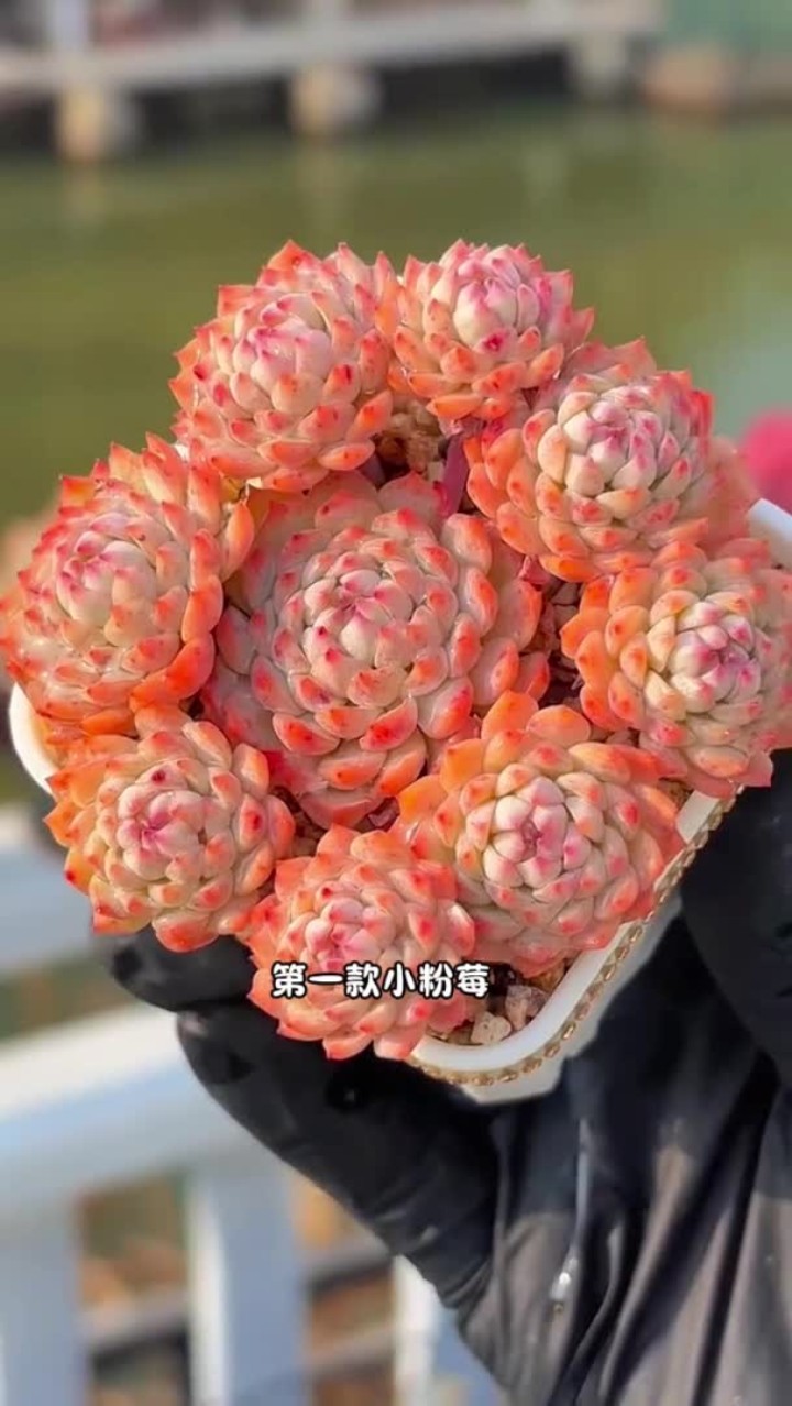 你还知道哪些不太常见，但是绝美的多肉？