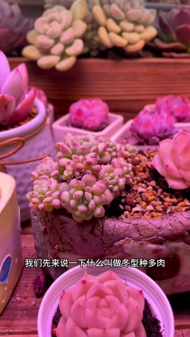 你还知道哪些是冬型种多肉?