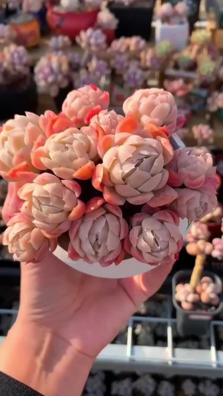双子贝瑞的养护方法出来啦,大家还有什么不明白的不懂的可以打在评论区