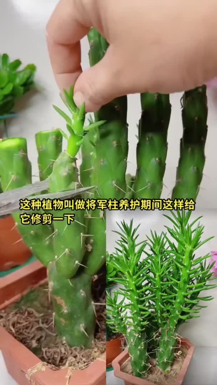 三农领域分享养花经验,花卉绿植养花技巧