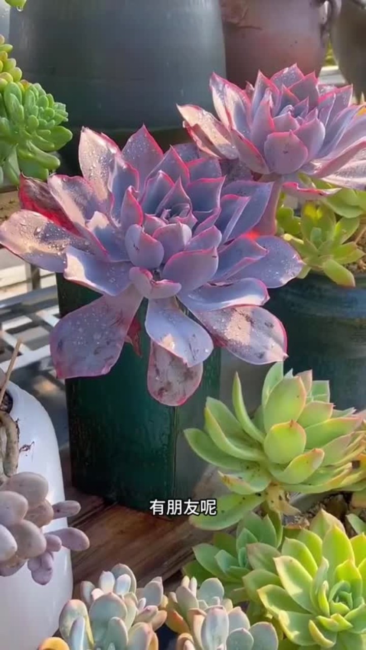 晚霞多肉的养护方法出来啦,大家如果有不会养的多肉打在评论区