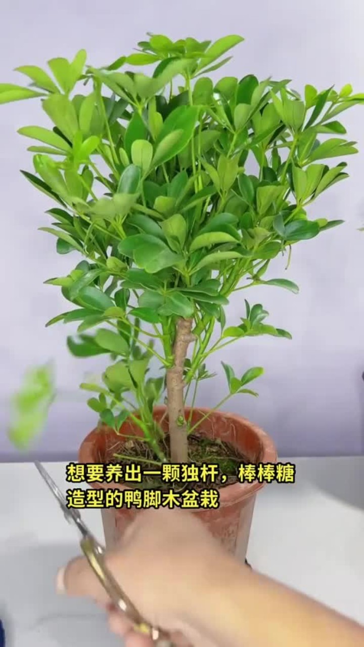 鸭脚木生长快，不修剪易杂乱，属盆栽绿植