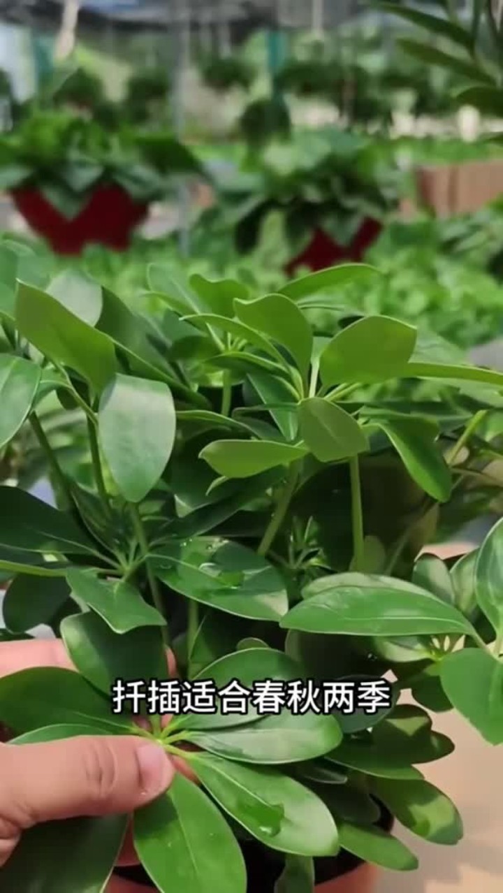 鸭脚木扦插非常简单,你也试试吧