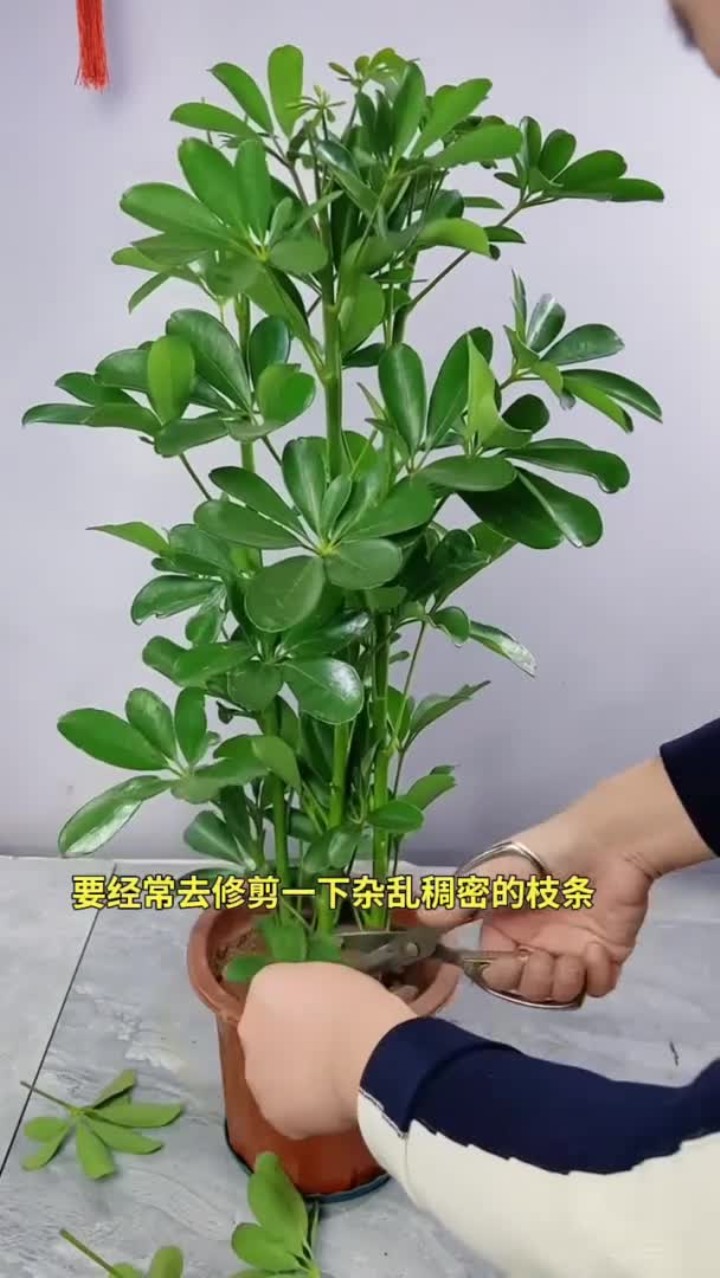 鸭脚木盆栽养护,实用经验分享