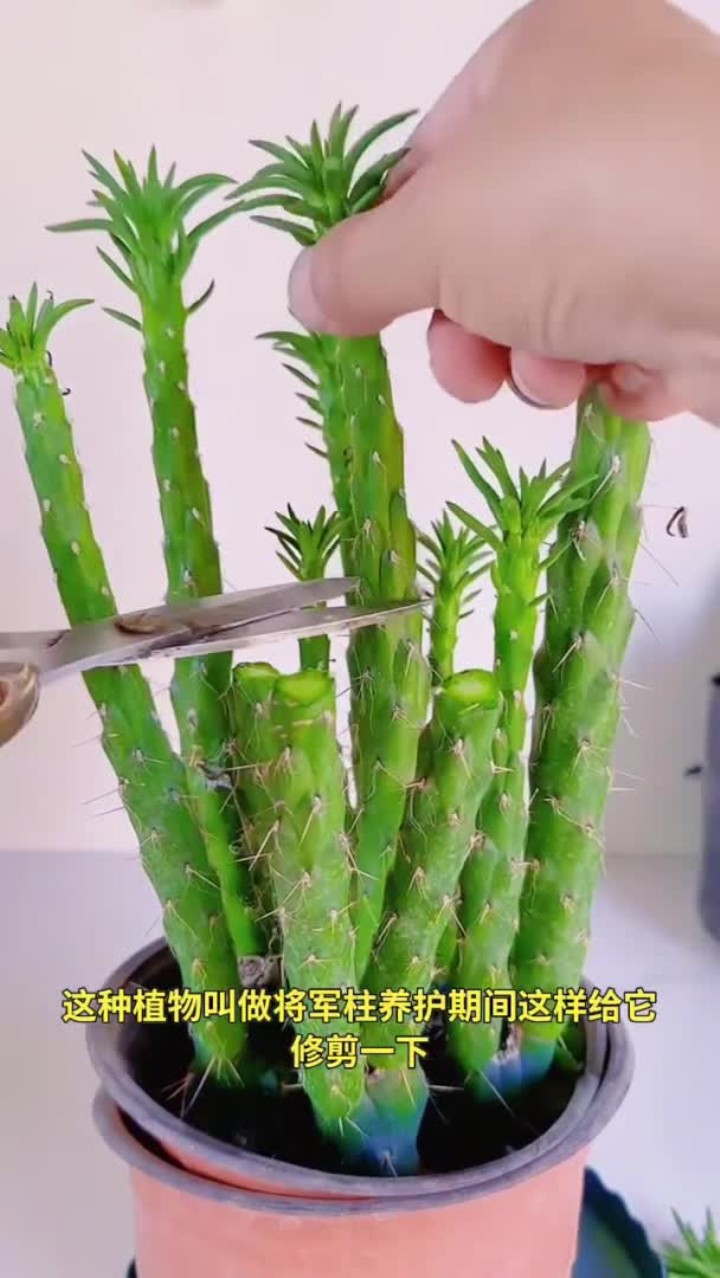 一花一草一世界,家庭养花小常识与花卉绿植养花