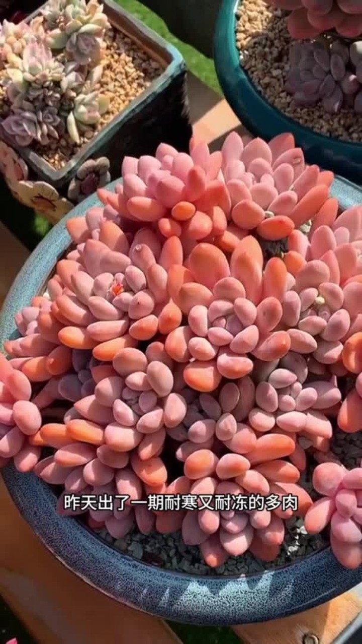 这几款多肉可以承受40度的高温,你还知道哪些是一年四季放在外面露养的?
