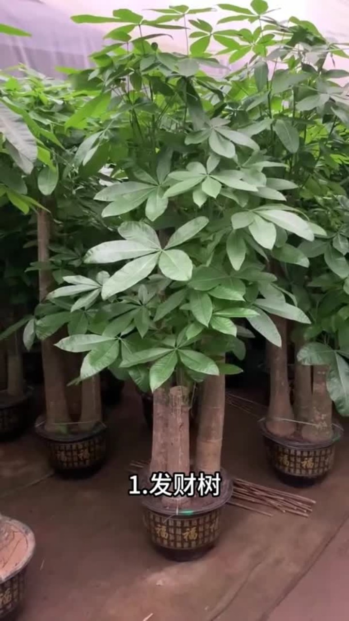 最适合客厅摆放的 10 大网红绿植,你有养过吗