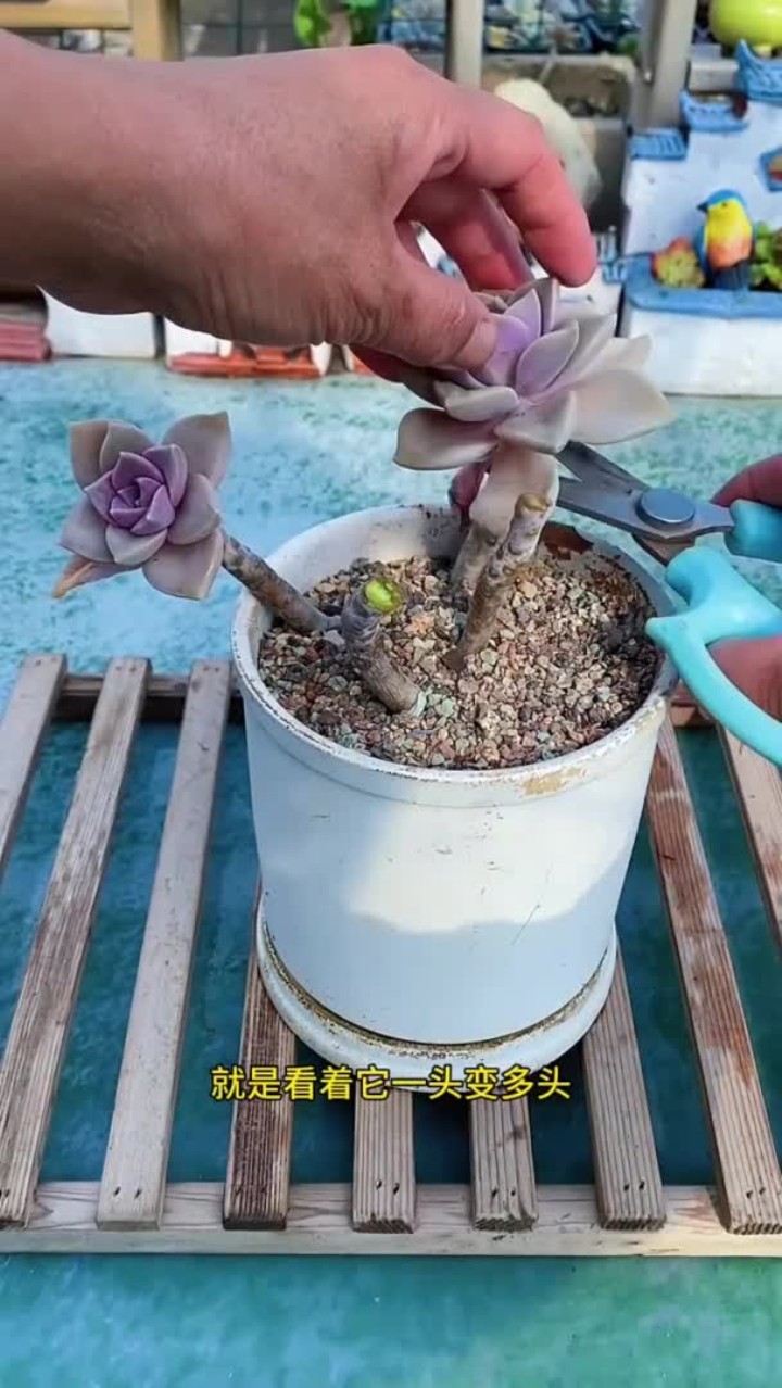 春天是多肉植物生长最旺盛的季节,也是繁殖成活率高的季节
