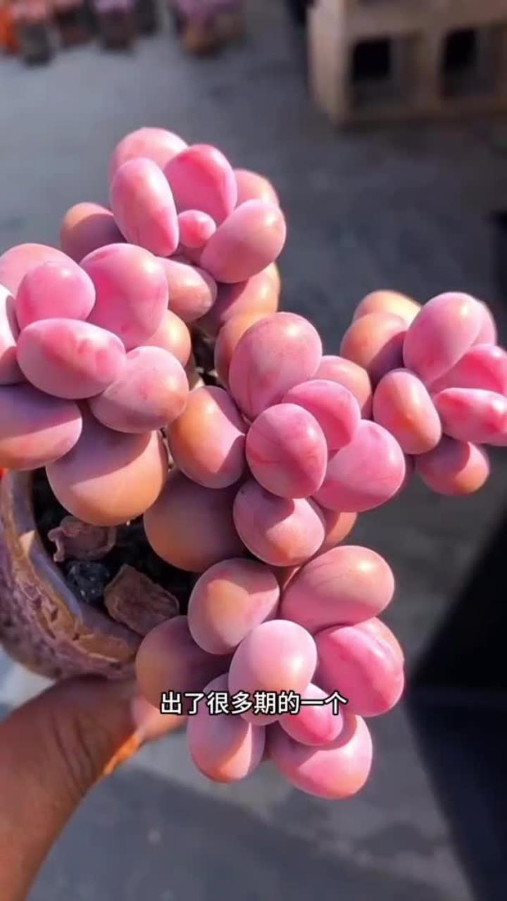 多肉养出状态,和正常养护是两种概念,今天带大家了解一下