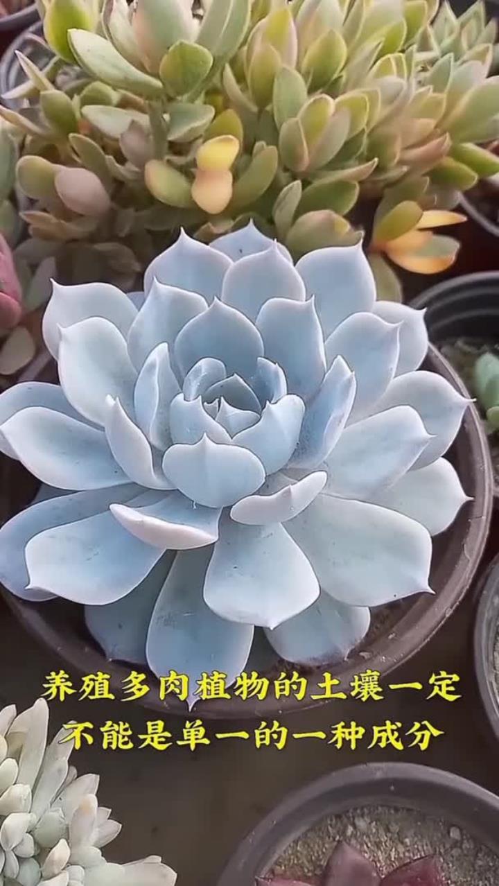 多肉土怎么配,4 种土要知道