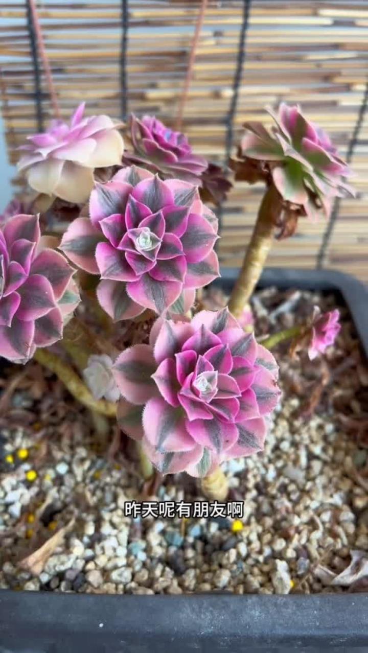 封闭阳台适合养的多肉今天给他去推荐一下