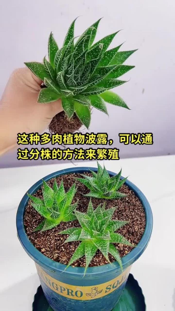 家庭养花知识,花卉绿植盆栽的养花小知识