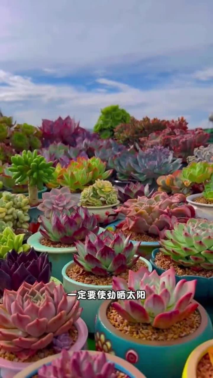 秋天可谓是多肉上色最好的季节,那怎么养多肉才能变得好看呢,一个视频教会你