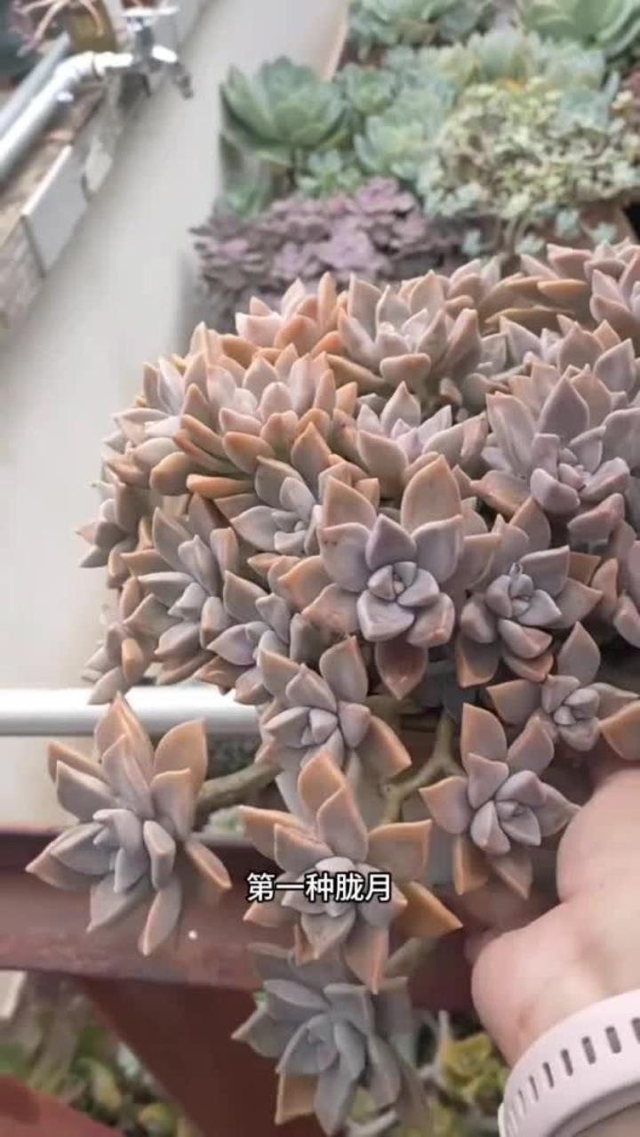 夏天可以承受 40 度高温了多肉你知道有哪些吗？