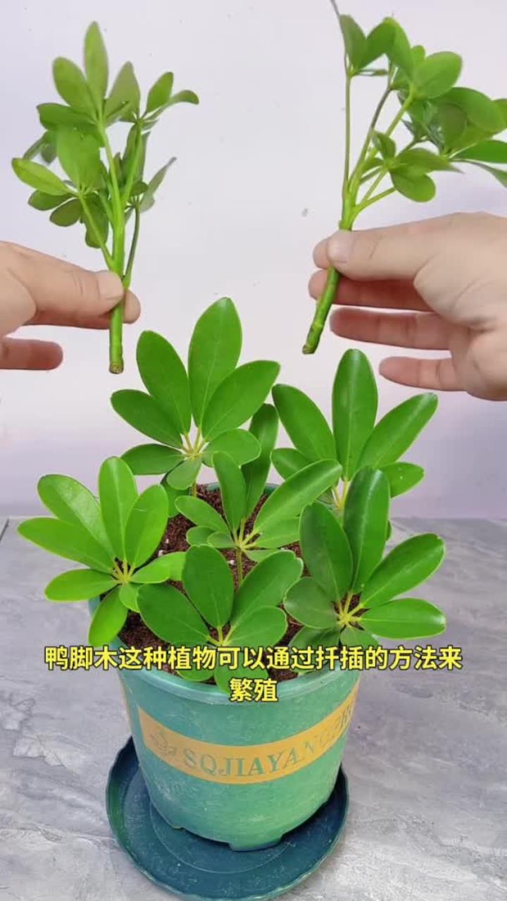 鸭脚木的扦插方法，分享花卉绿植养花经验