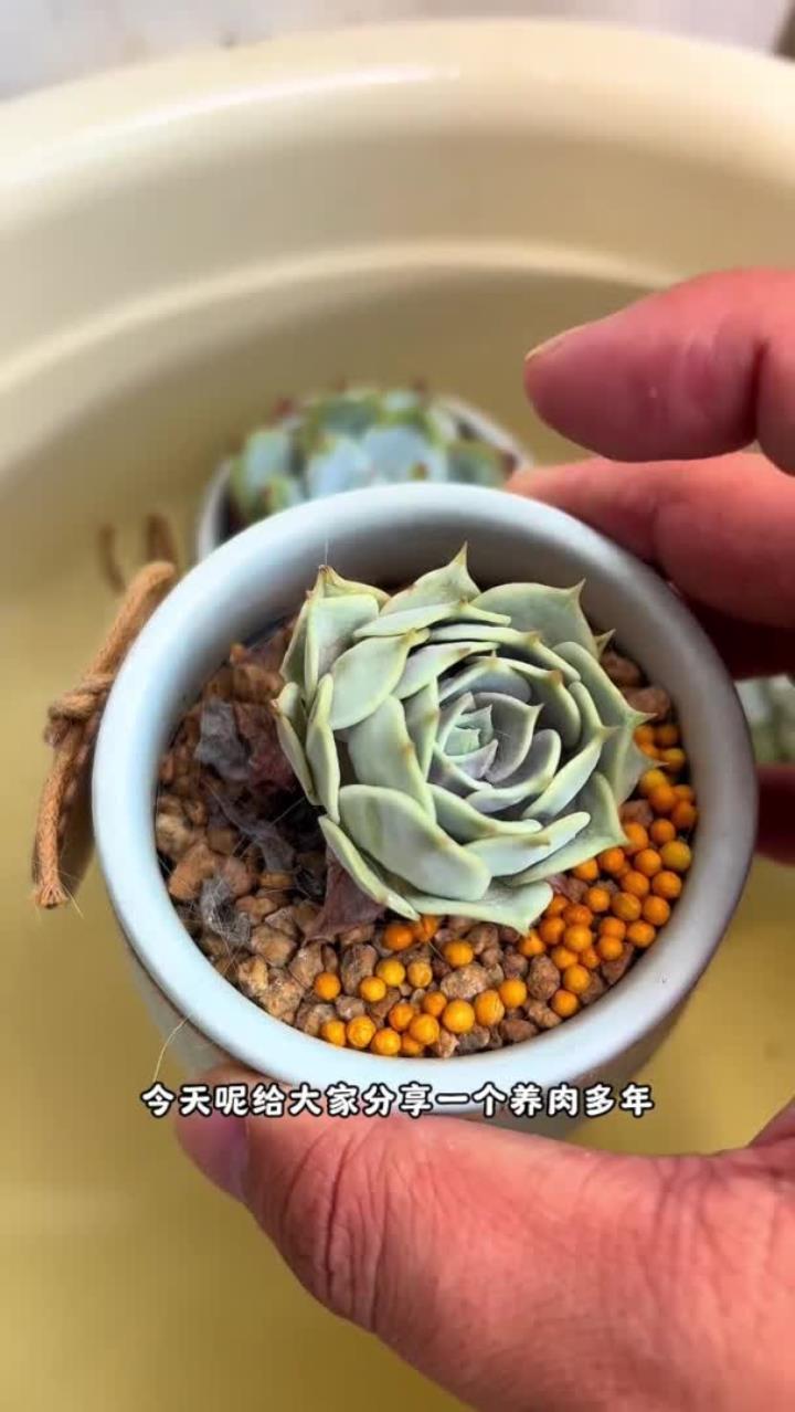养肉多年总结出来的多肉，喝水心理学，这么给多喝水，你的多肉也可以养的肥肥胖胖的