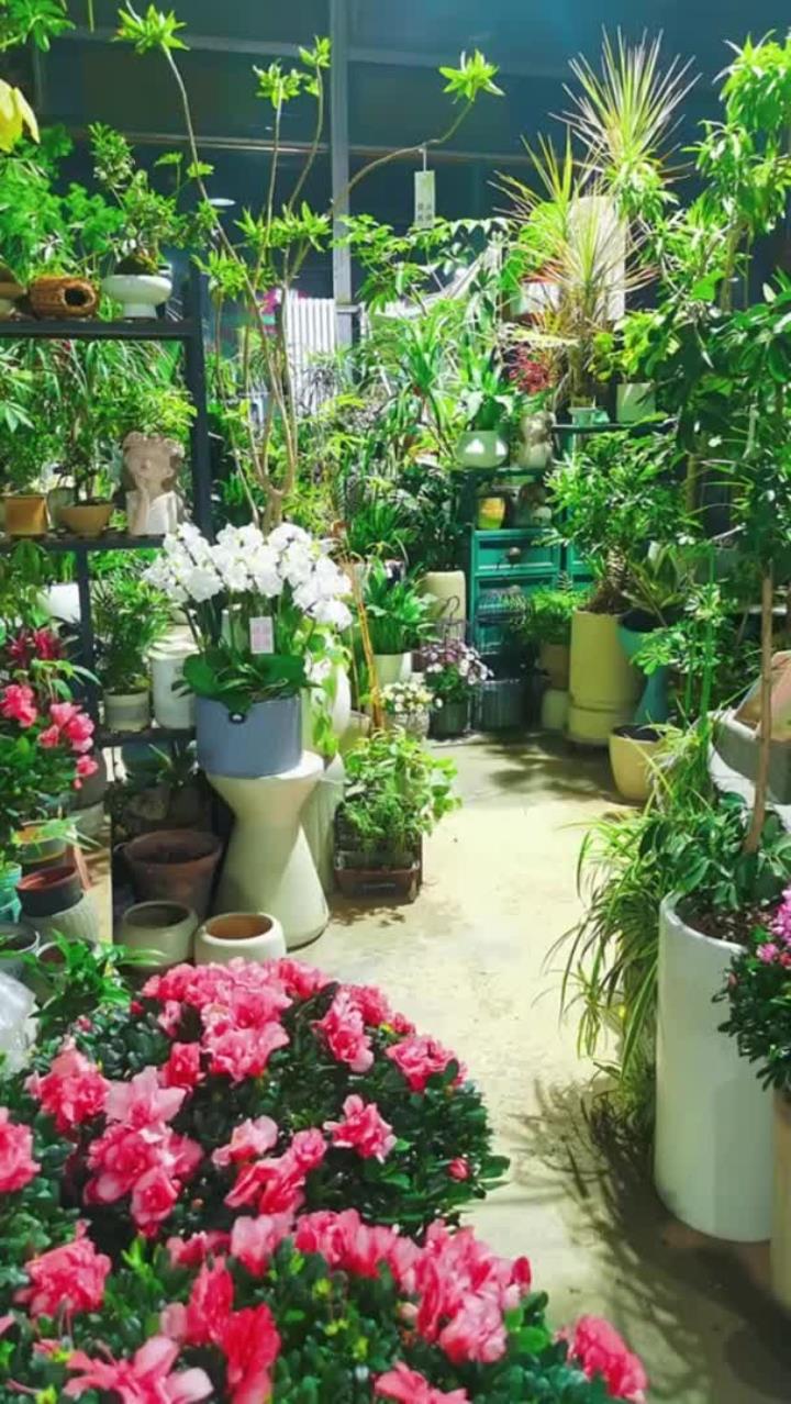 15 种适合家里没阳光的绿植盆栽,不需要打理越养越好,你家都有养吗