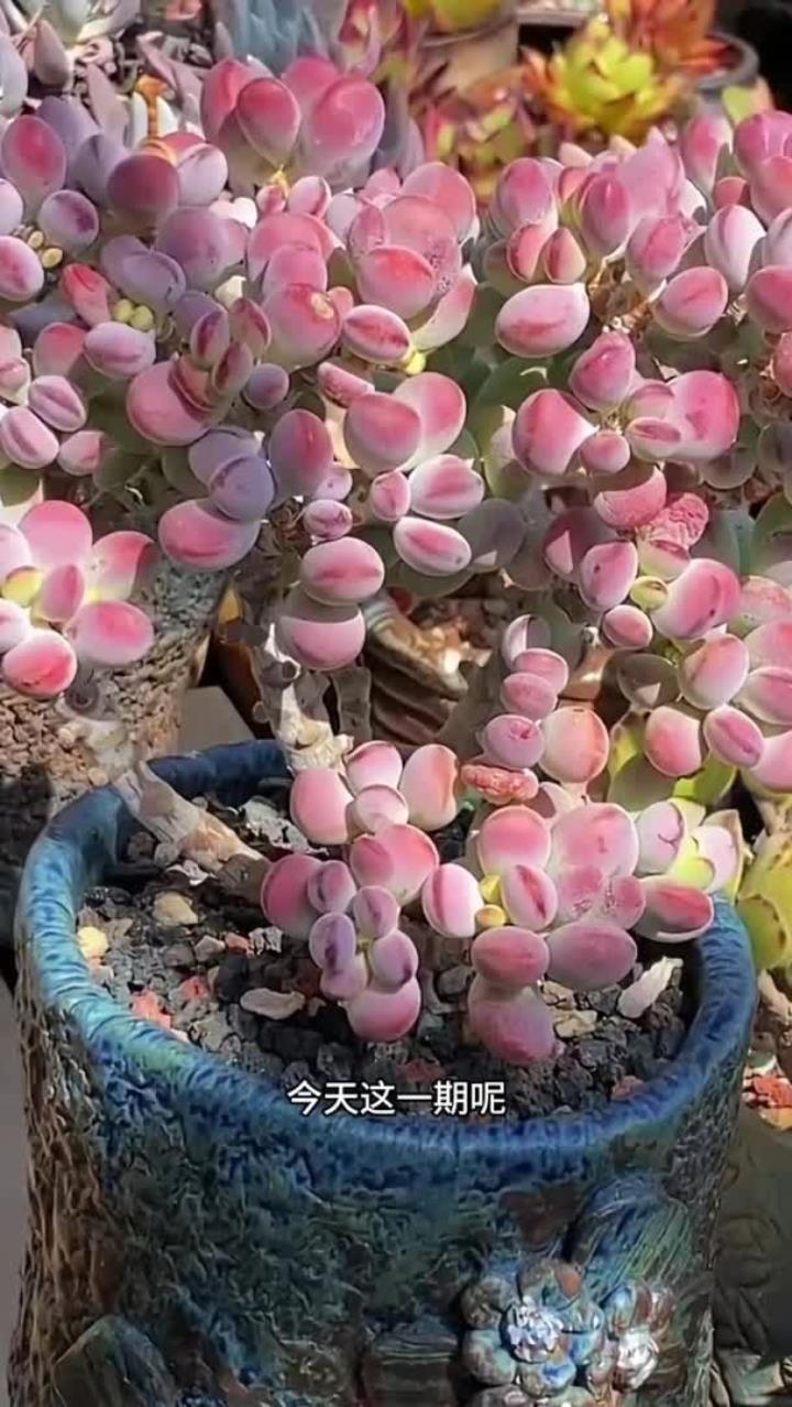 兵乓福娘的养护方法出来啦,大家还有不会养的多肉打在评论区