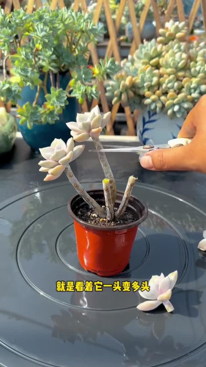 春天多肉生长旺季，给大家分享几个多肉爆芽的方法