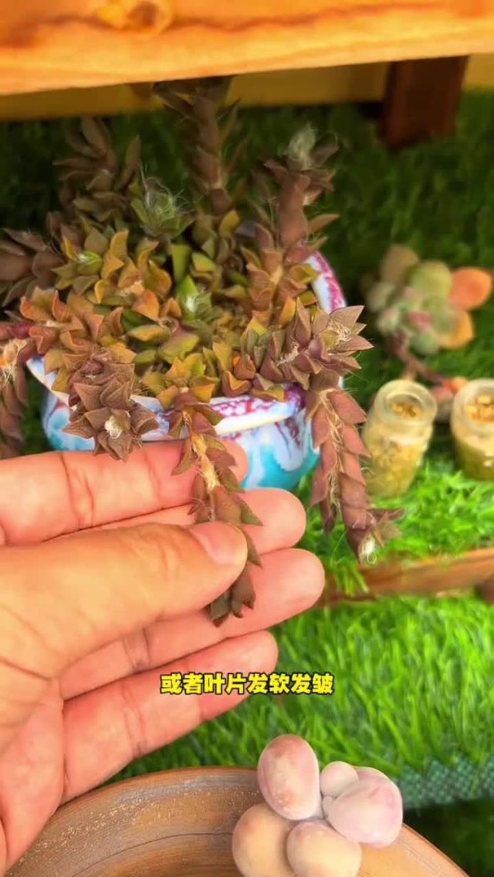 春天刚刚栽种了,多肉不生根,或者叶片发黄发软,叶片一碰就掉,这种情况就是多肉根系