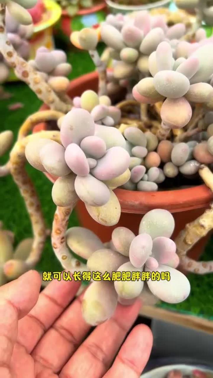 春天养多肉,你以为随便浇浇水就可以养得很好吗?