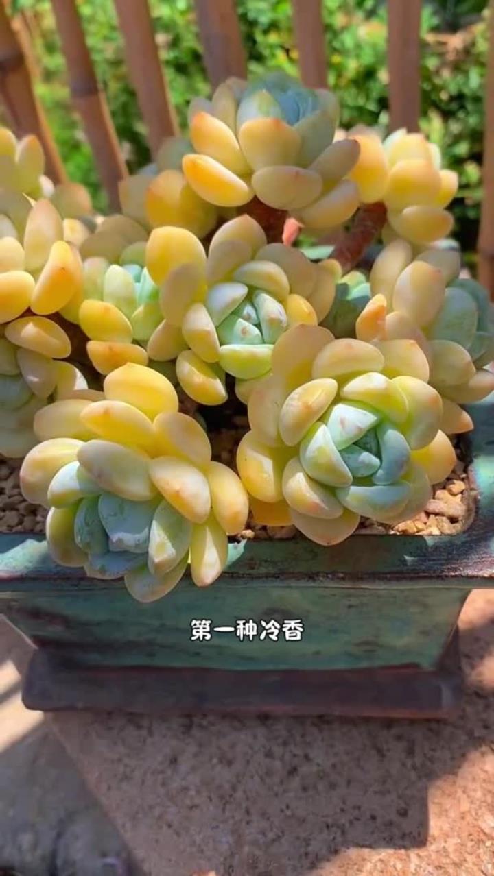 冬天适合入手了多肉，快来看看你知不知道