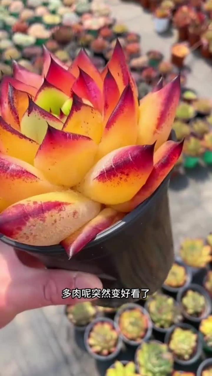多肉化水这个很常见,但是你知道他是怎么形成的吗?