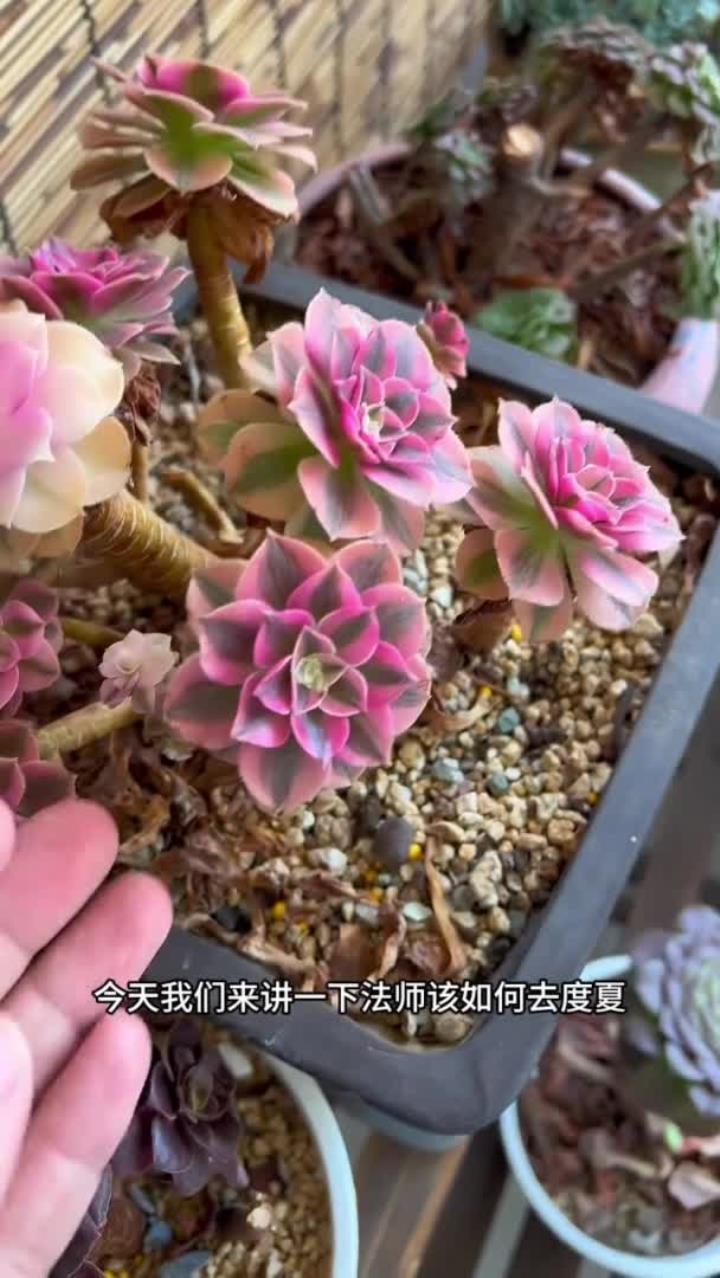 多肉法师夏天该如何养护?你知道吗