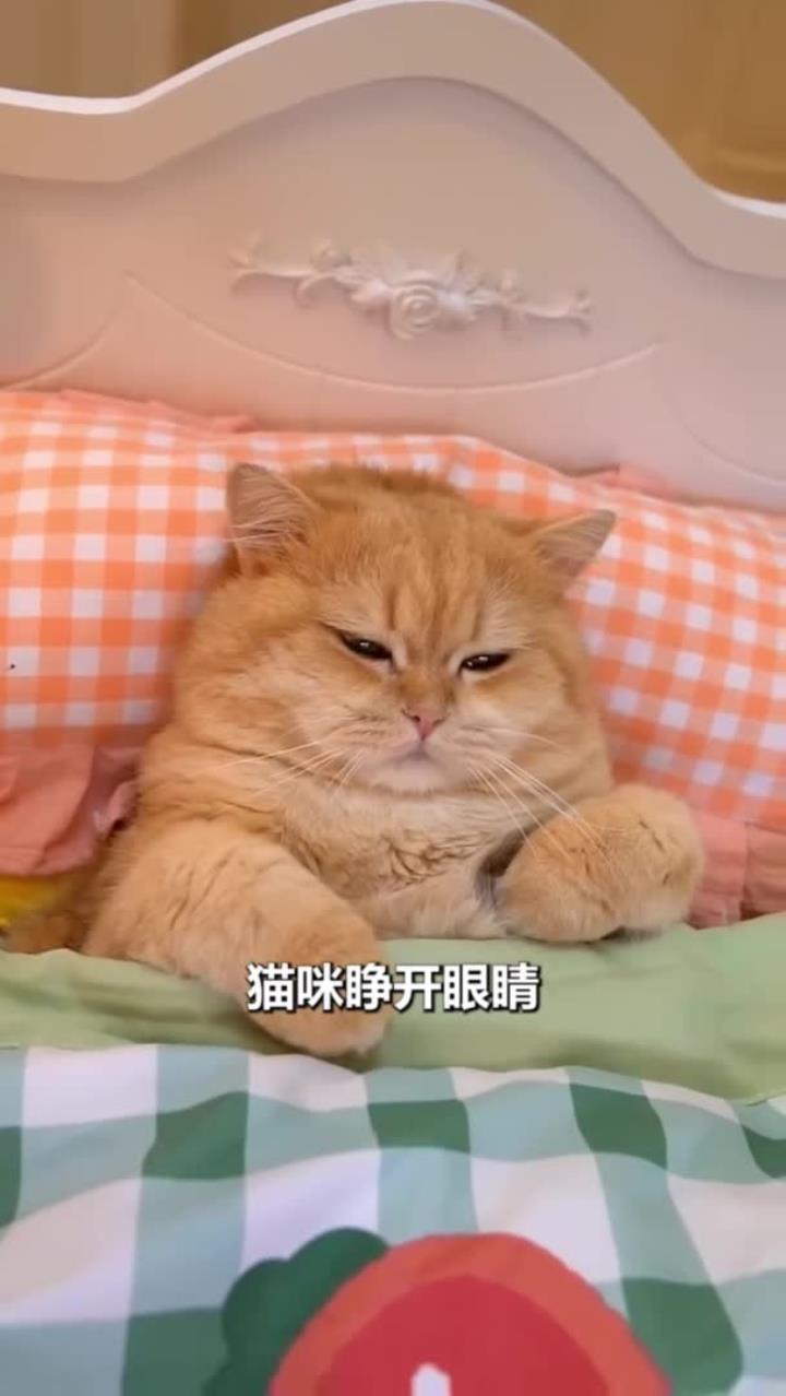 干净娇贵的猫咪公主