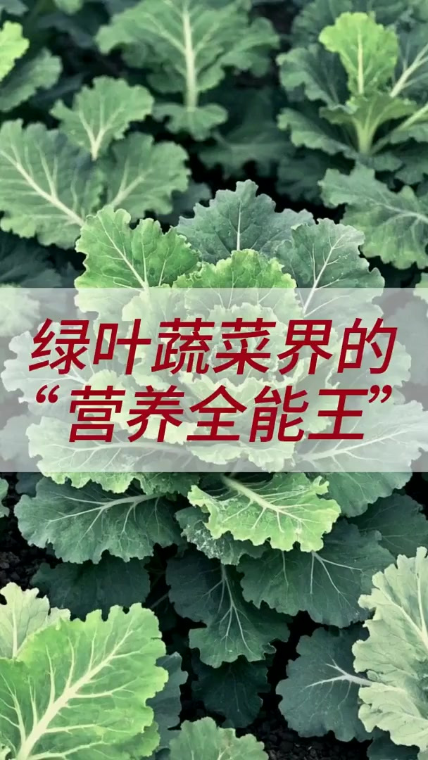 绿叶蔬菜界的营养全能王，你知道它是谁吗？