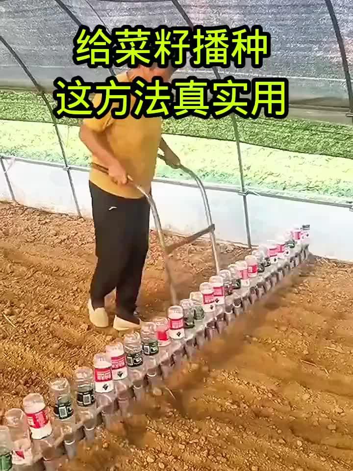 给菜籽播种,这个方法真实用!