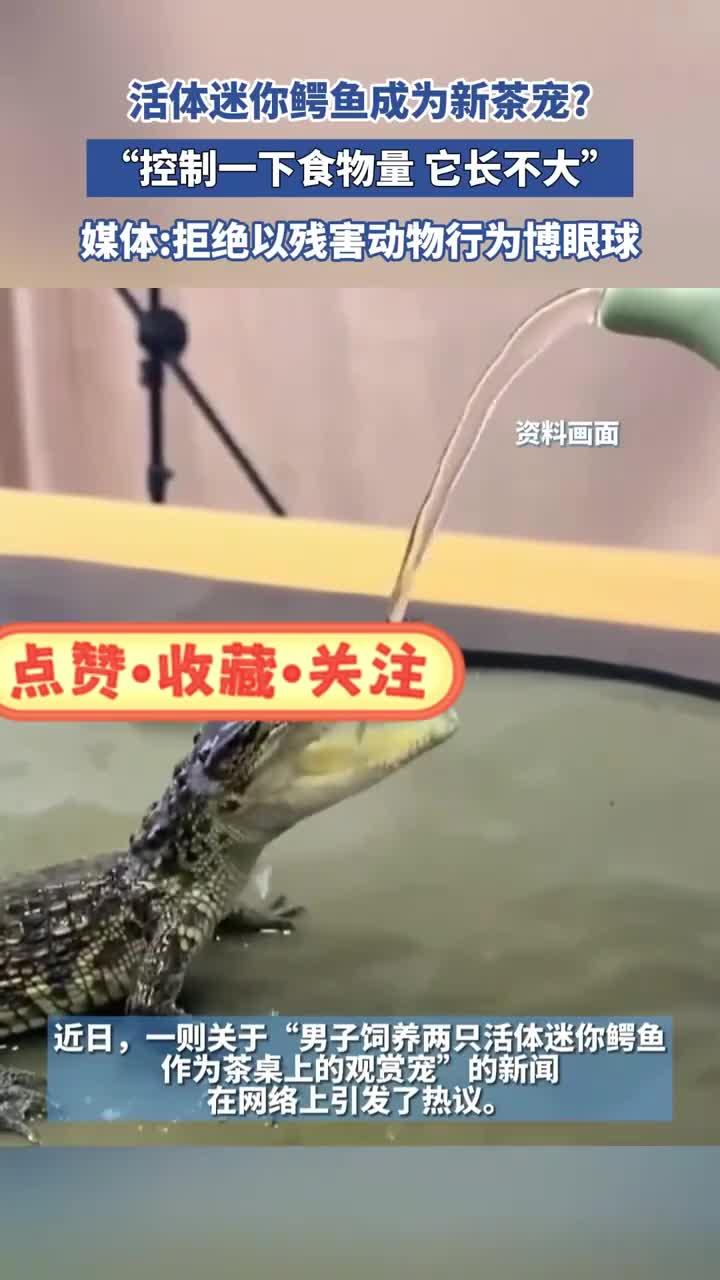 活体迷你鳄鱼成为新茶宠？“控制一下食物量，它长不大”