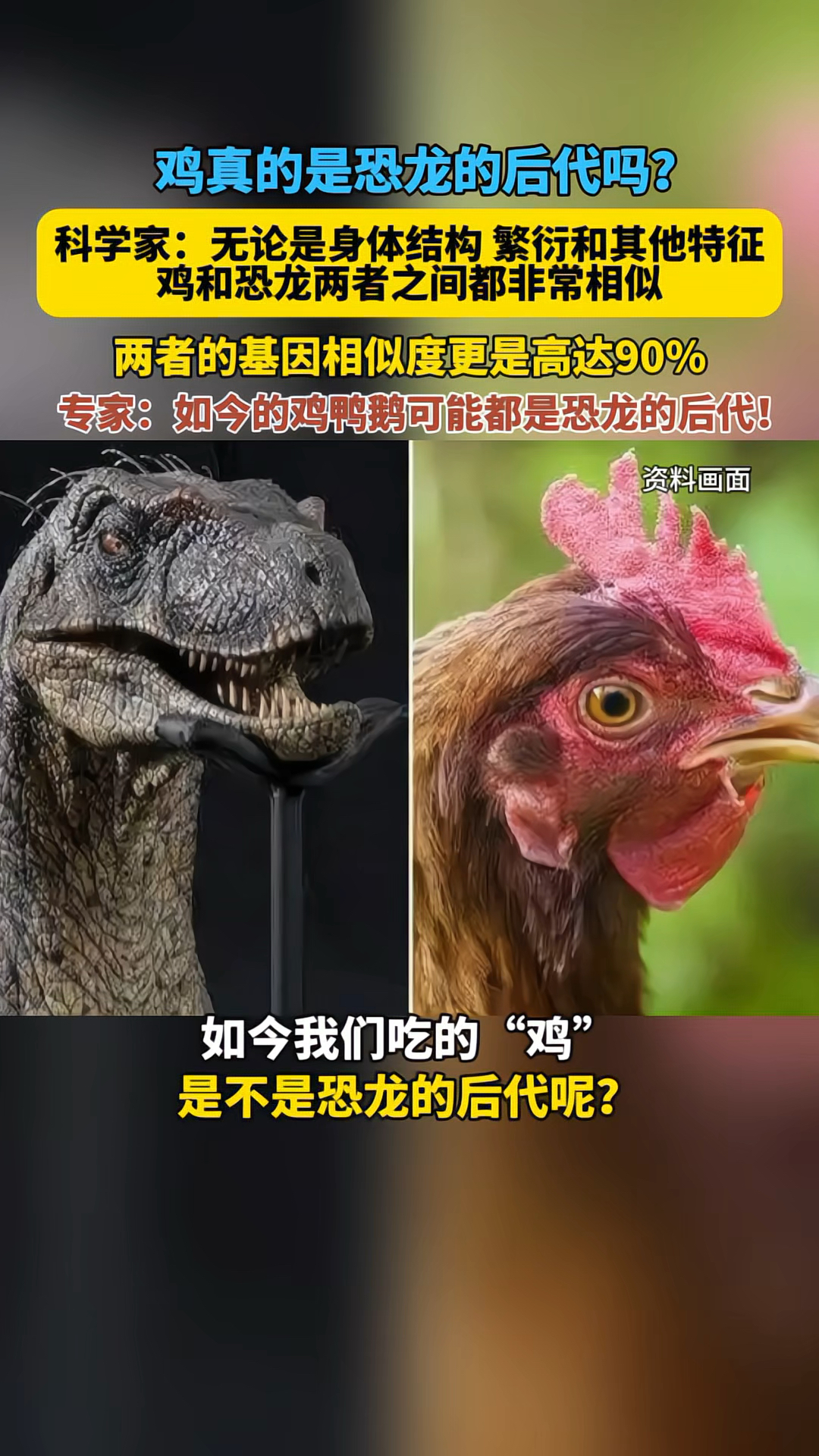 鸡真的是恐龙的后代吗?科学家:两者的基因相似度高达90%!
