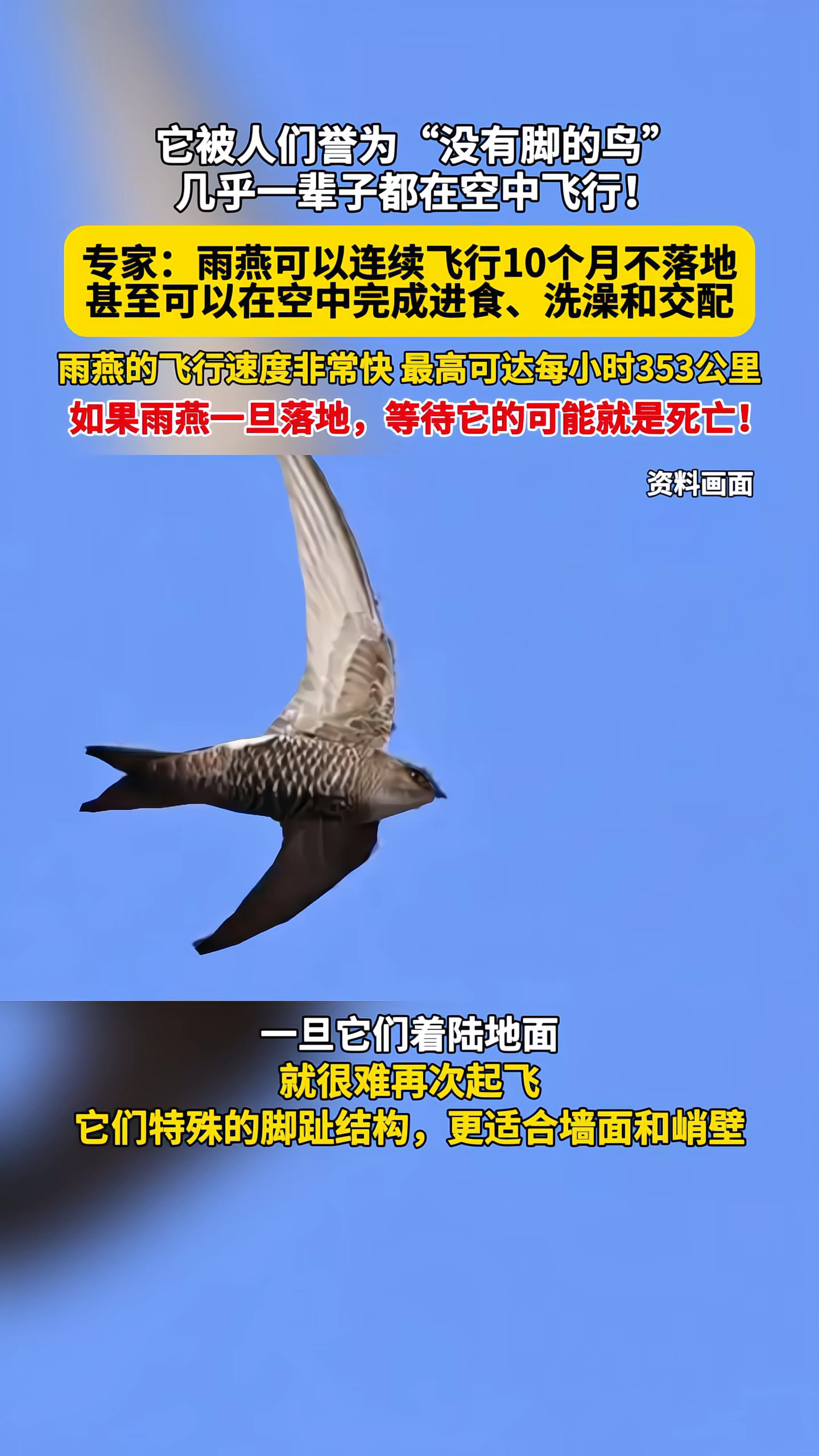 雨燕可以连续飞行10个月不落地,甚至还可以在空中完成进食!