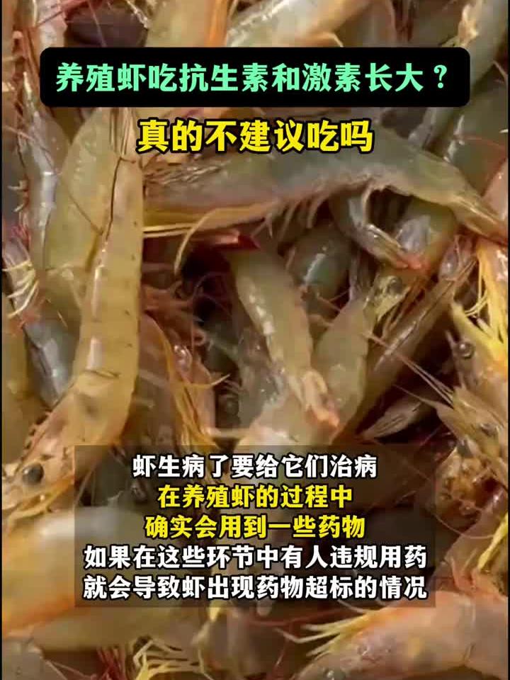 虾类养殖滥用抗生素激素?真相揭秘!